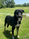 Milo - Photo 2