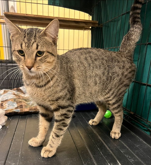 picture of the cat needing adoption