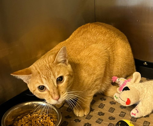 picture of the cat needing adoption