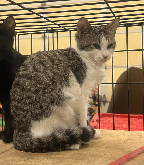 CHLOE - Domestic Short Hair available for adoption