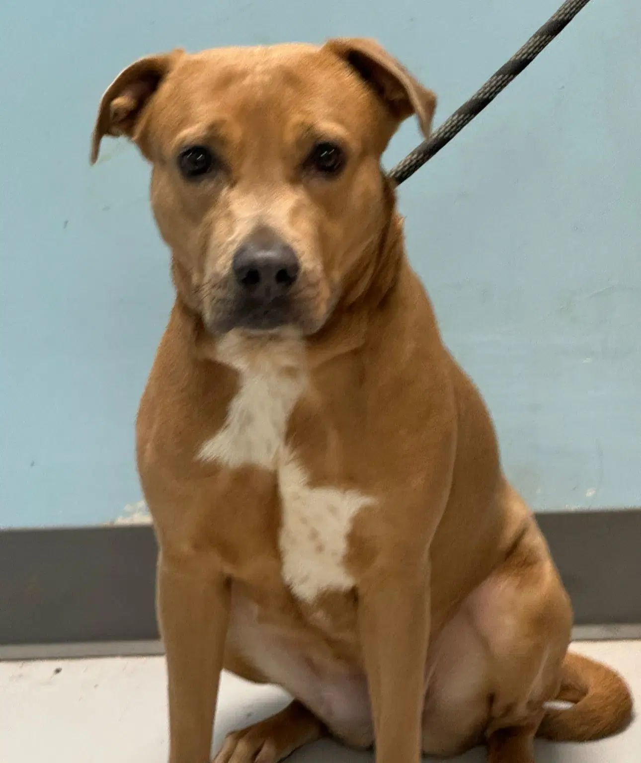 Hazel - Pit Bull Terrier