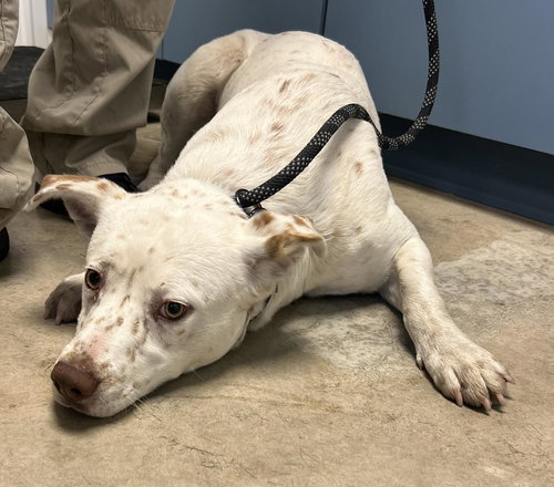 THEO - Australian Shepherd / American Bulldog available for adoption