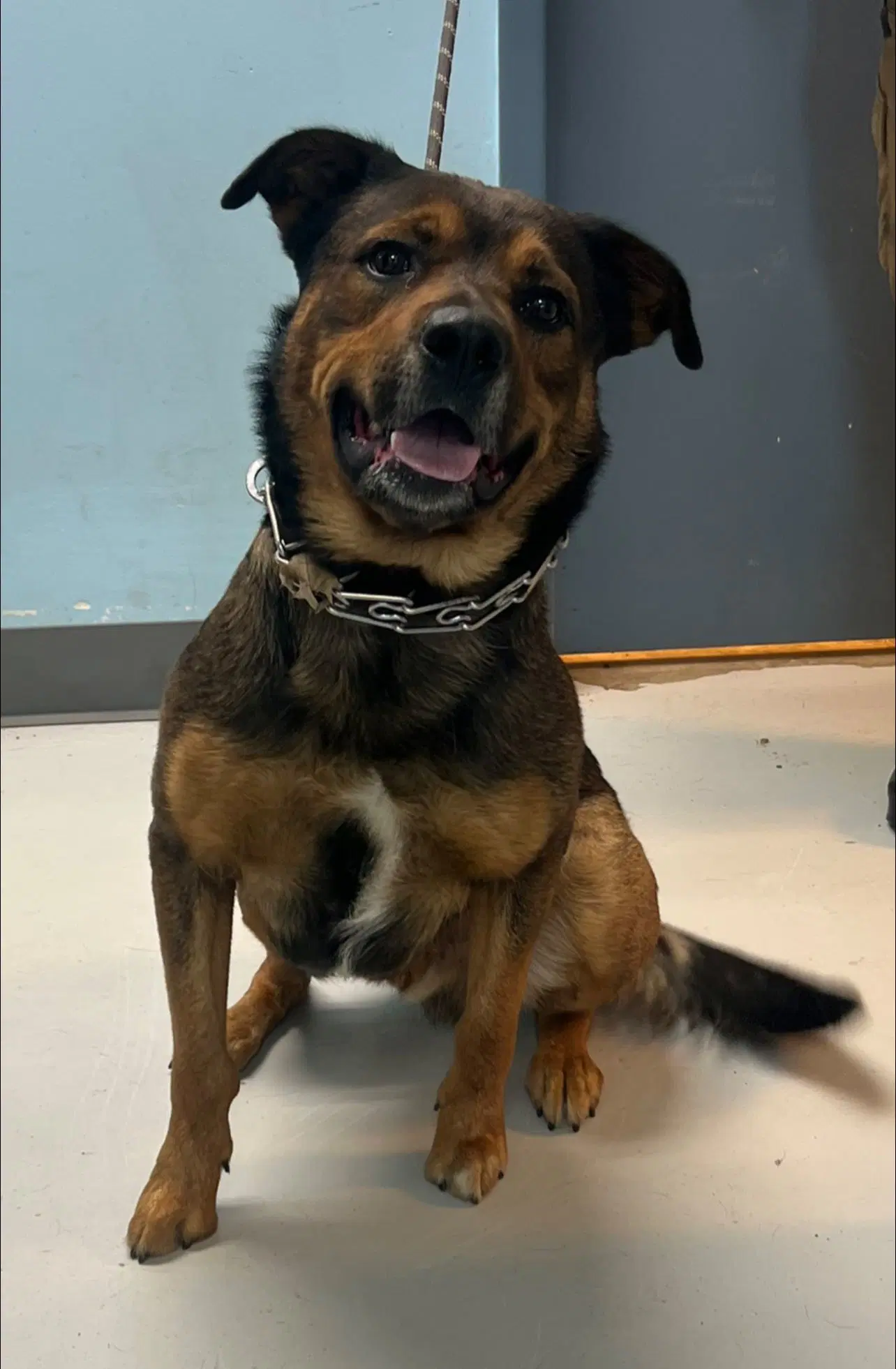 Franz - German Shepherd Dog