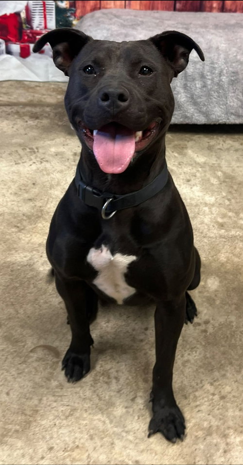 RIGGS - Pit Bull Terrier / Labrador Retriever available for adoption