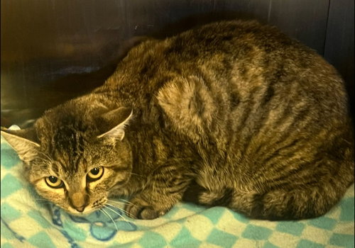 picture of the cat needing adoption