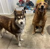 KoKo (BONDED WITH KEIFER) - Photo 1