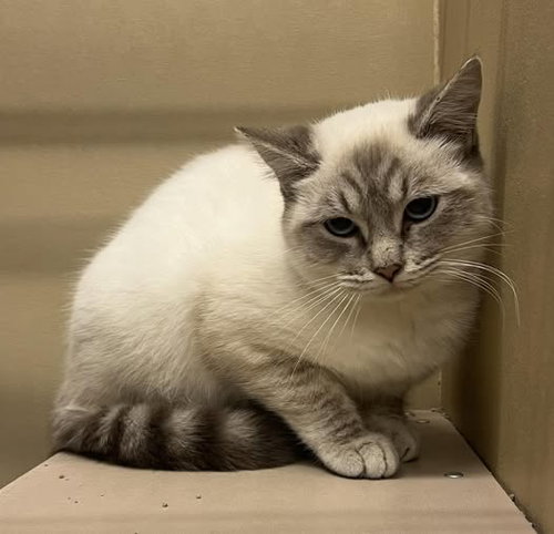 P-CAN - Siamese available for adoption