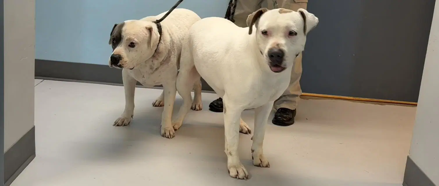 Maddie - American Bulldog