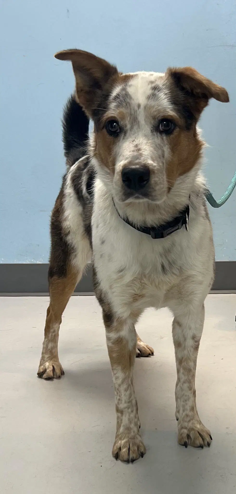 Stetson - Australian Cattle Dog/Blue Heeler