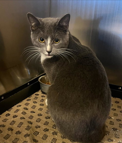 ZIGGY - Domestic Short Hair available for adoption