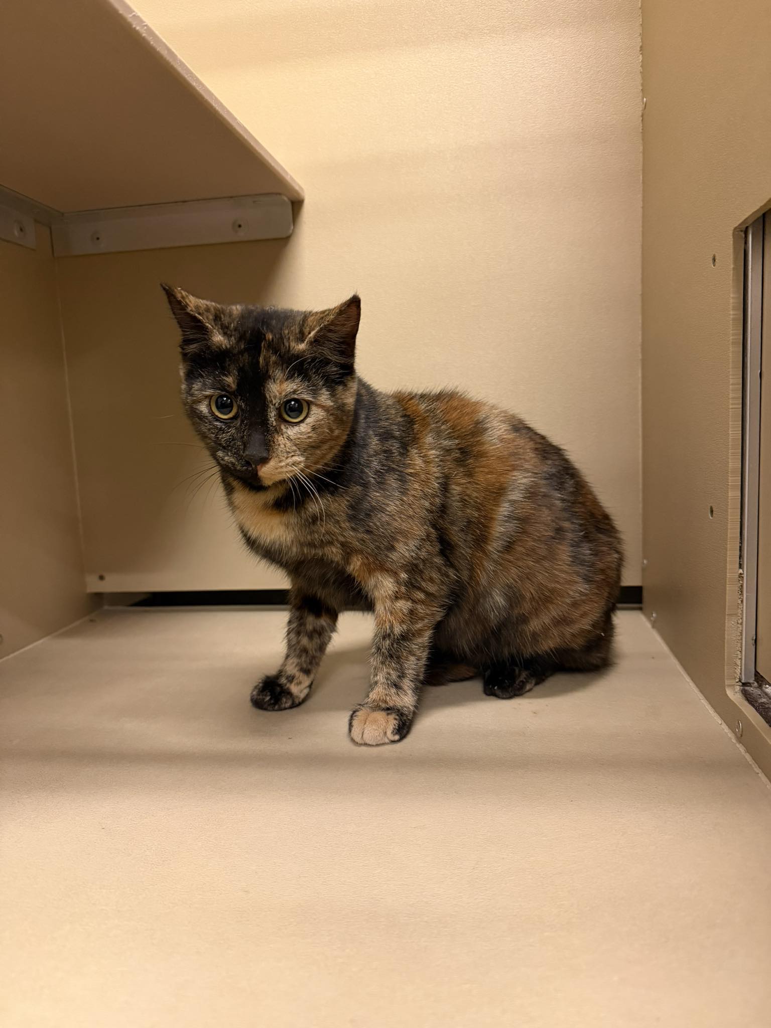 Delilah Image
