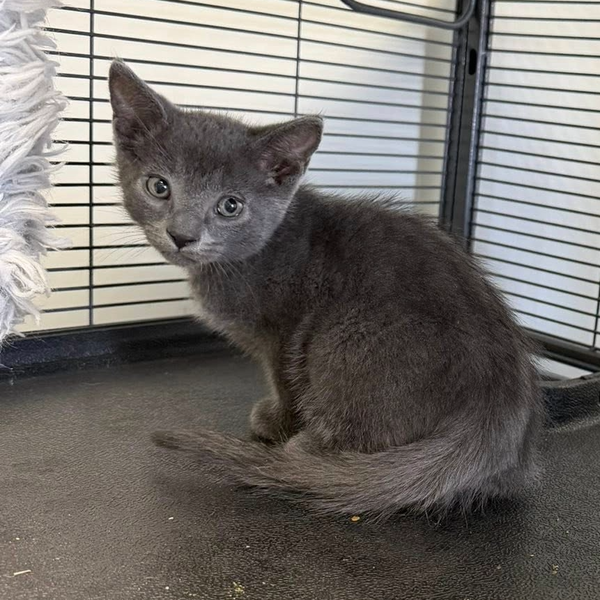 Milo