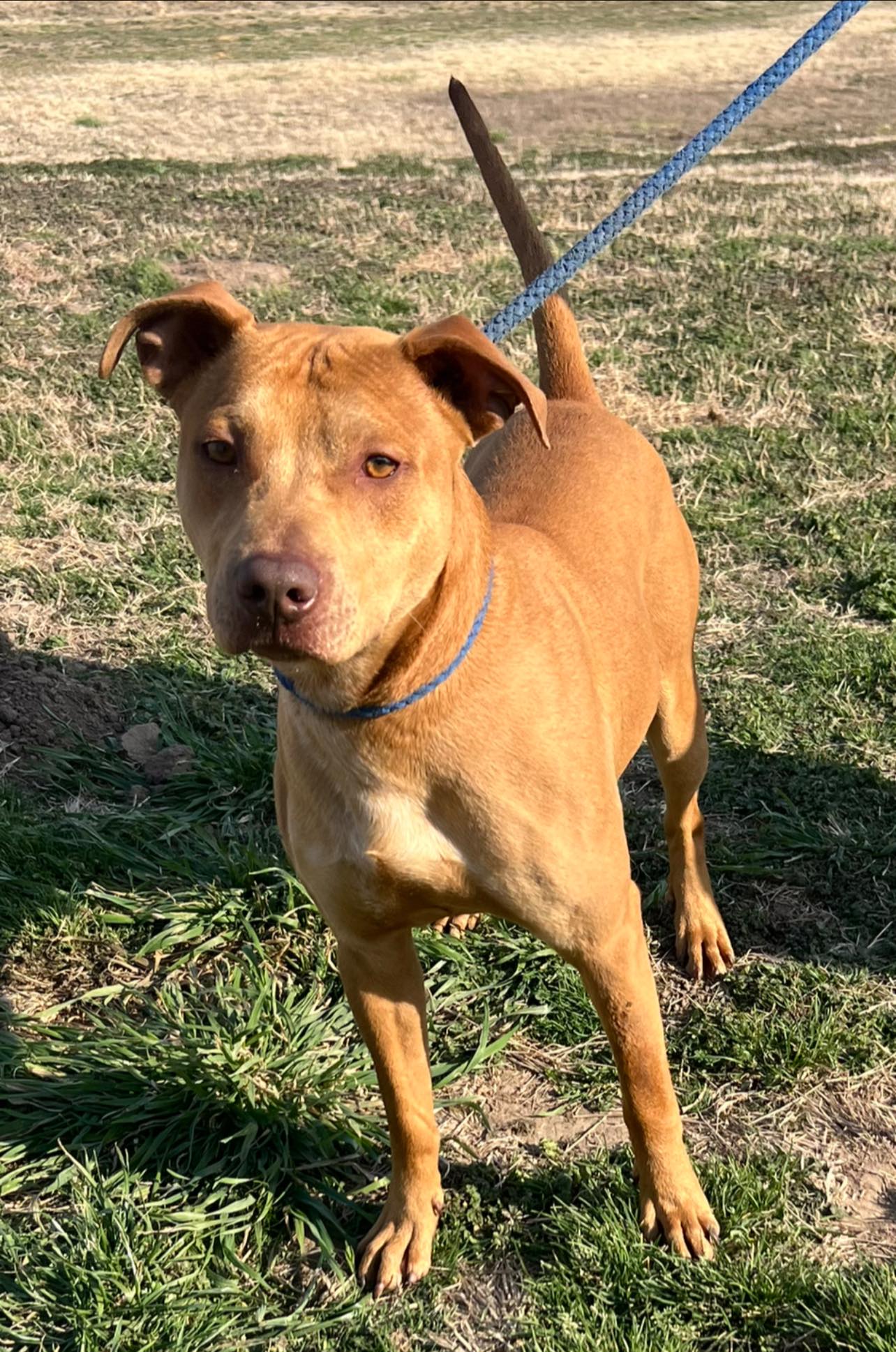 Roscoe Image