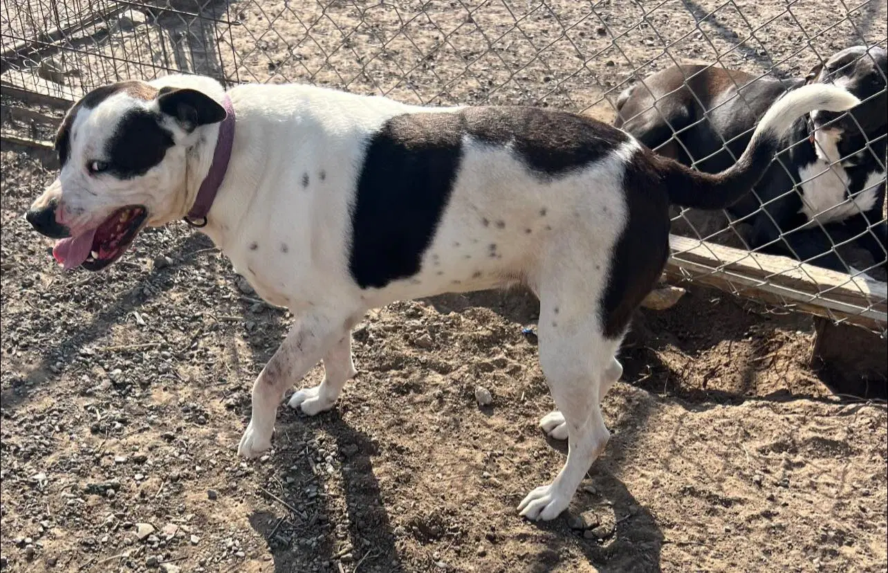 Ethel - Border Collie