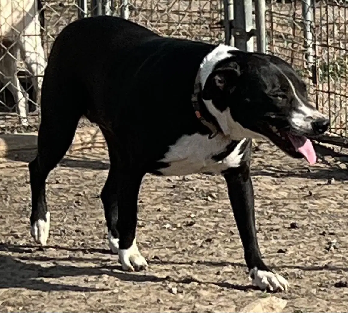 Lucy - Border Collie