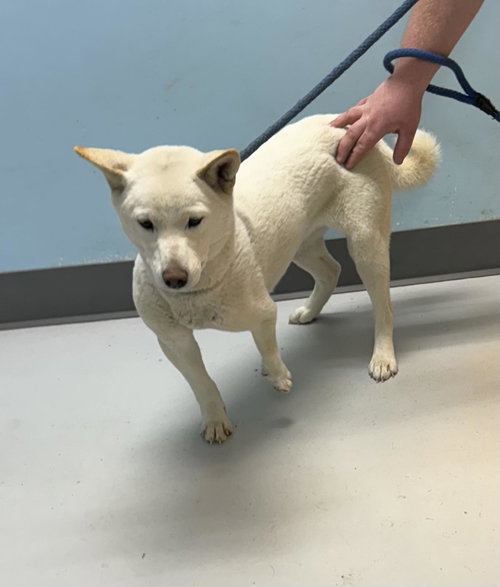 Yuki, an adoptable Shiba Inu in Pryor, OK