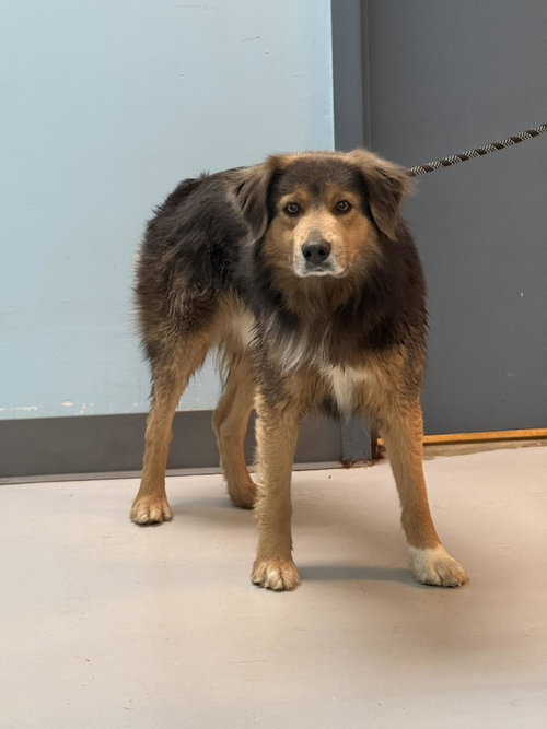 Kodiak, an adoptable Australian Shepherd in Pryor, OK
