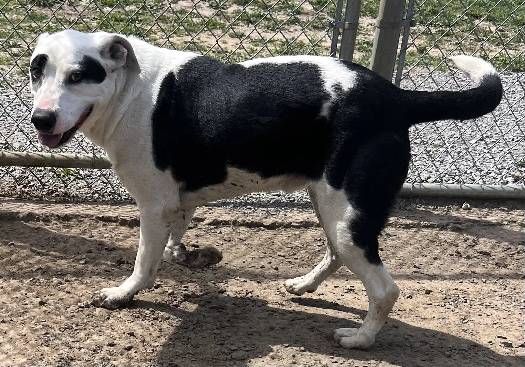 Spotticus - Border Collie
