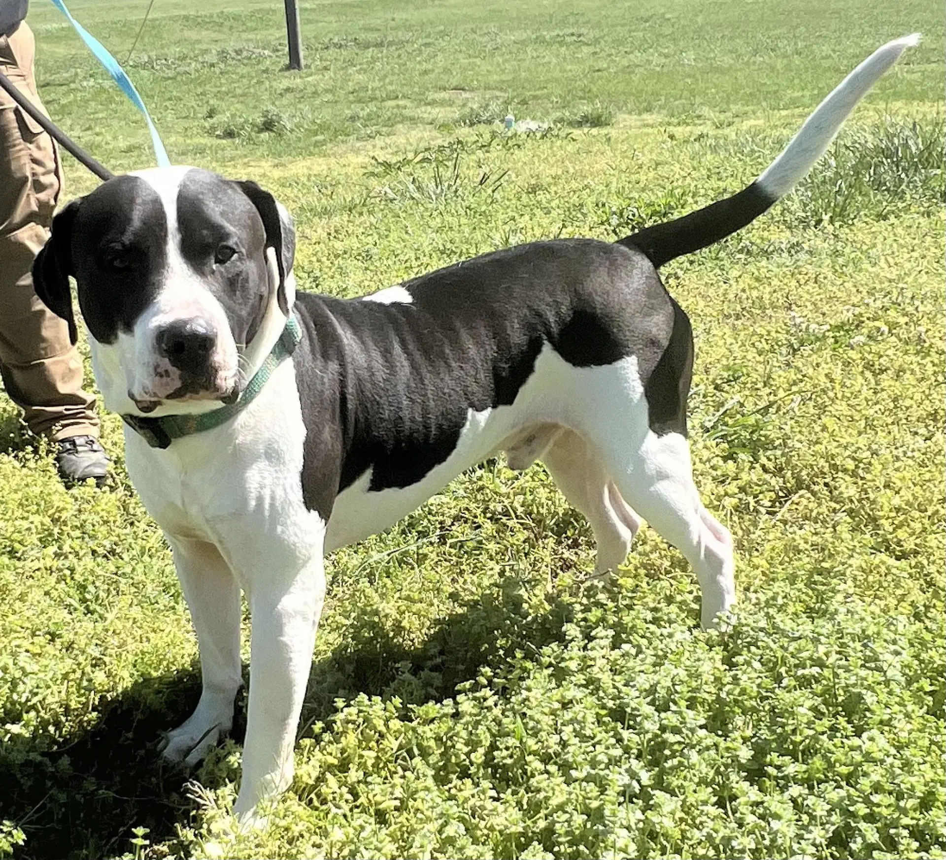 Rocko - American Bulldog