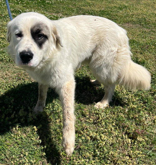 Gulliver, an adoptable Great Pyrenees in Pryor, OK