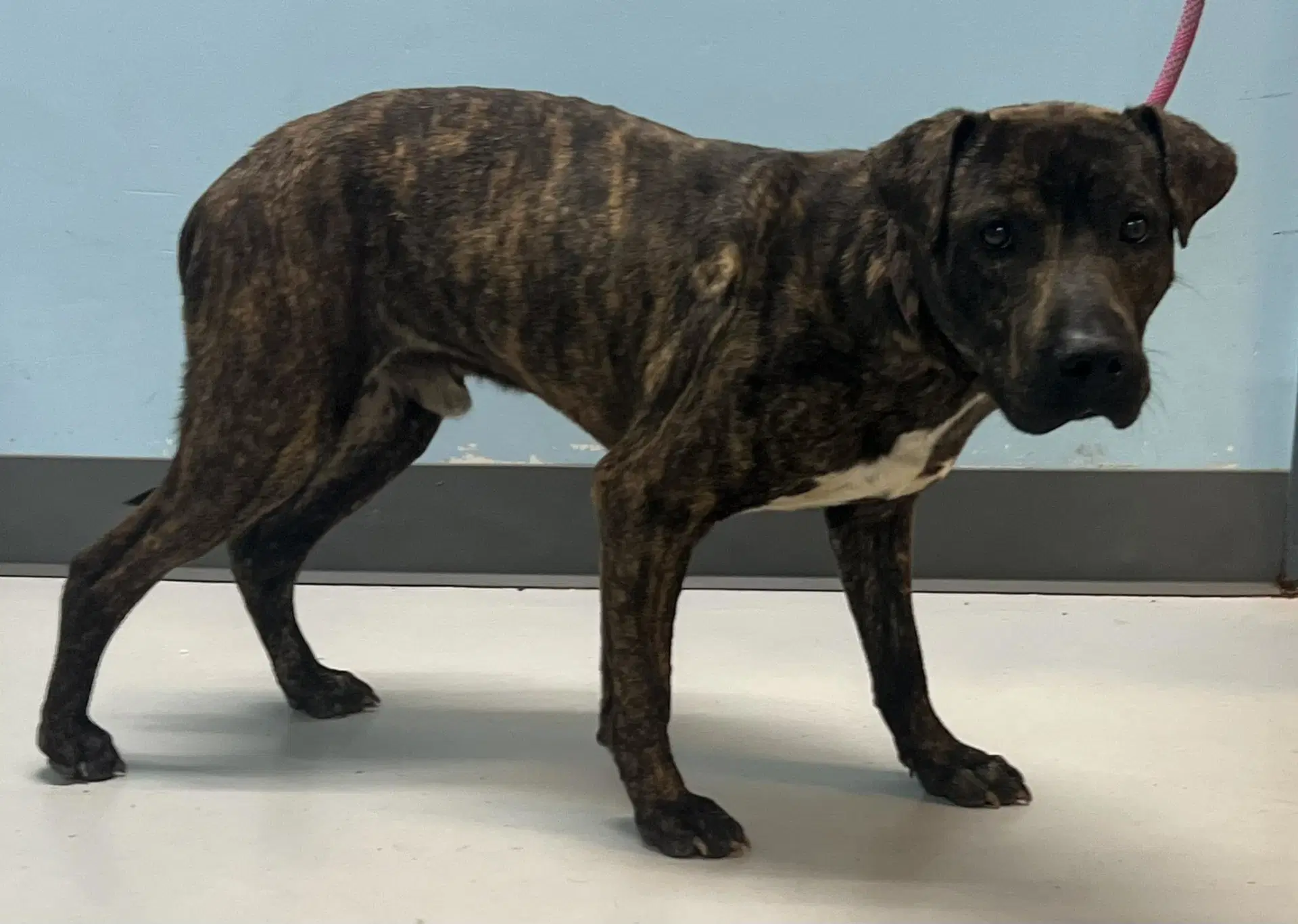 Dexter - Pit Bull Terrier
