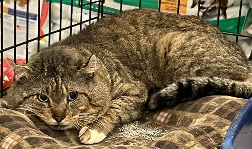 Omari, Adult Domestic Short Hair (short coat), cat for adoption in Muskogee, Oklahoma