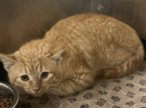 Rocco, Baby Domestic Short Hair (short coat), cat for adoption in Muskogee, Oklahoma