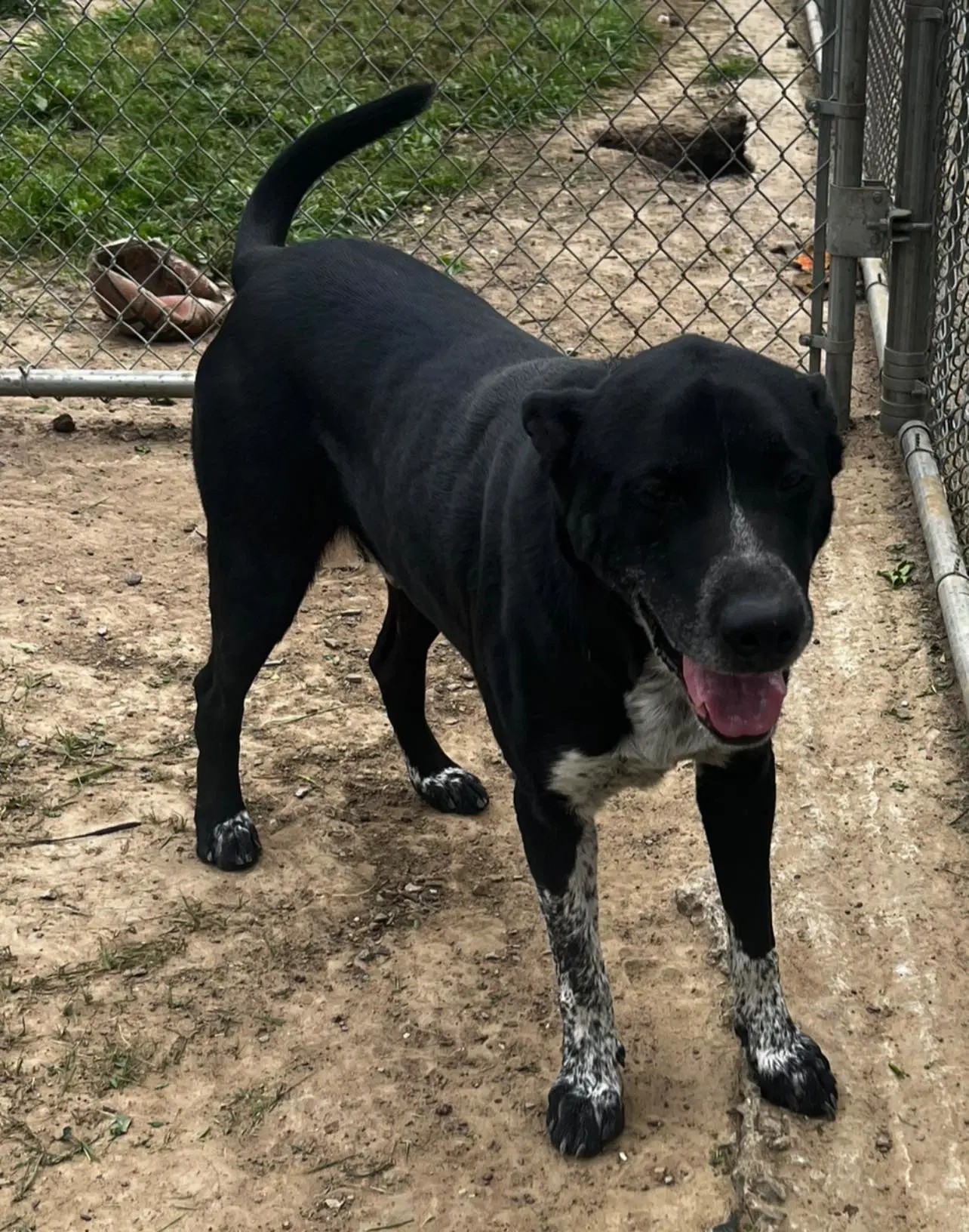 Jimmy - Labrador Retriever