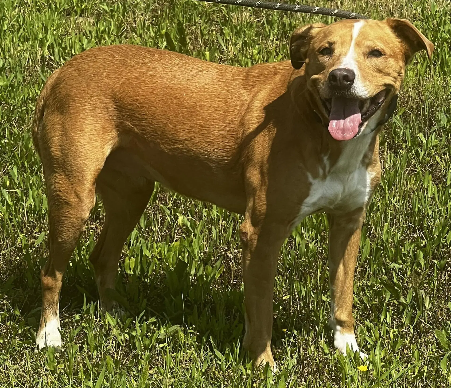 Willow - American Bulldog