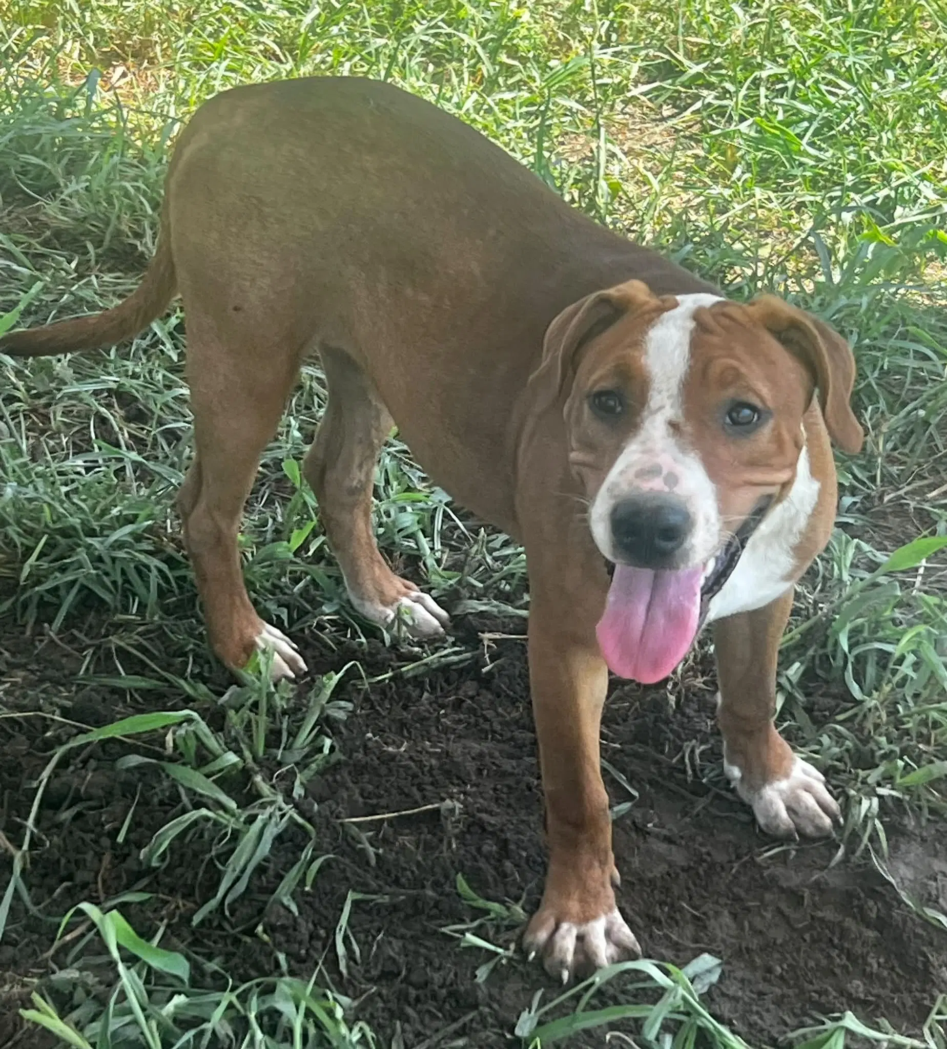 Snickers - Hound