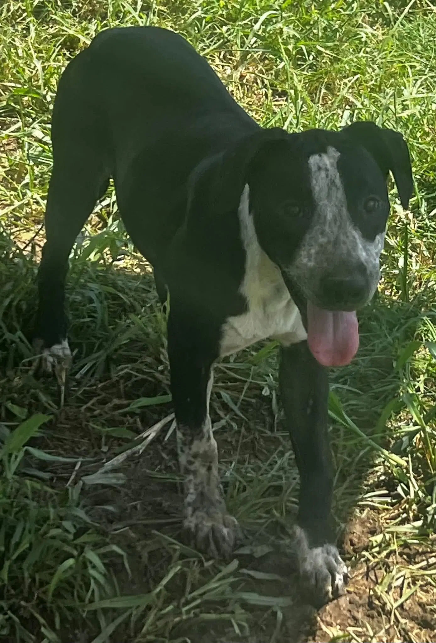 Kitkat - Hound