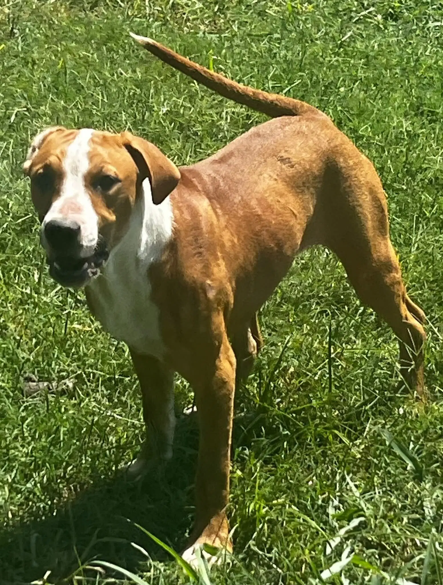 Reese - Hound