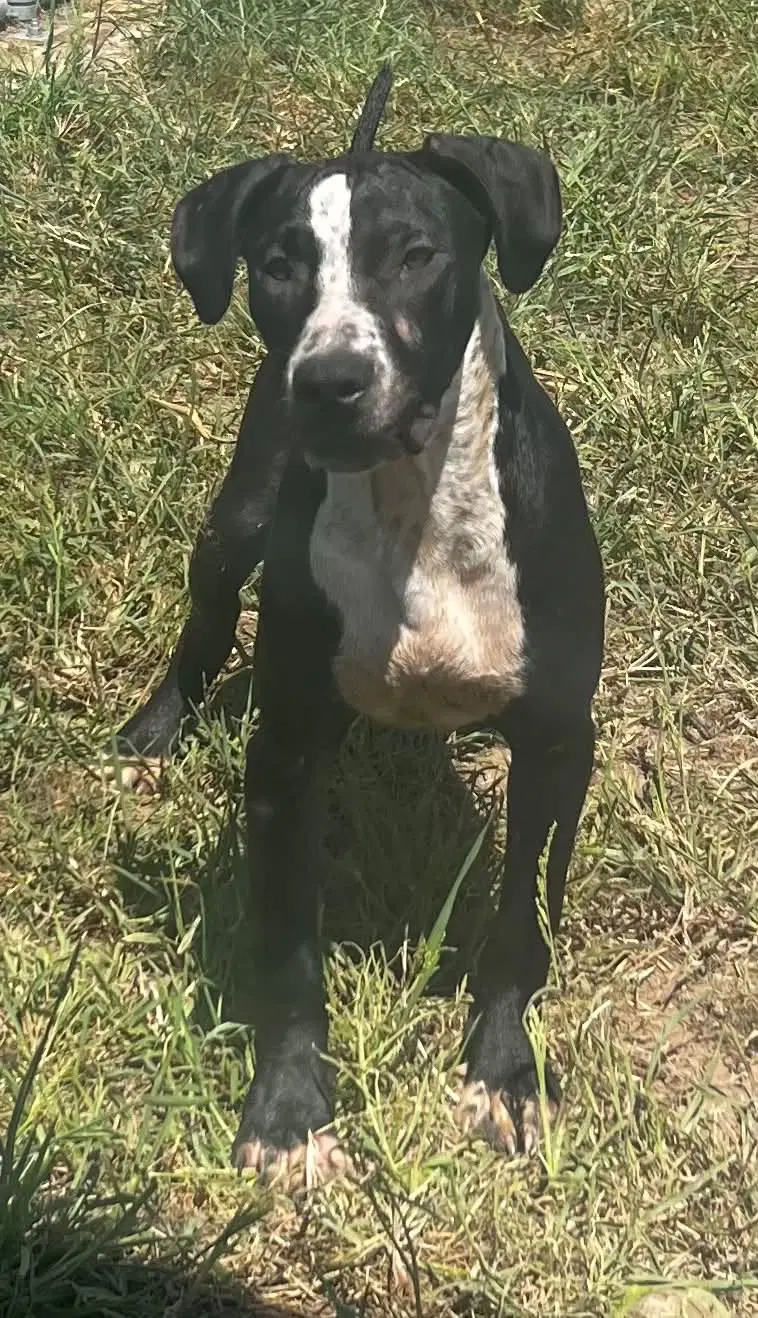 Rolo - Hound