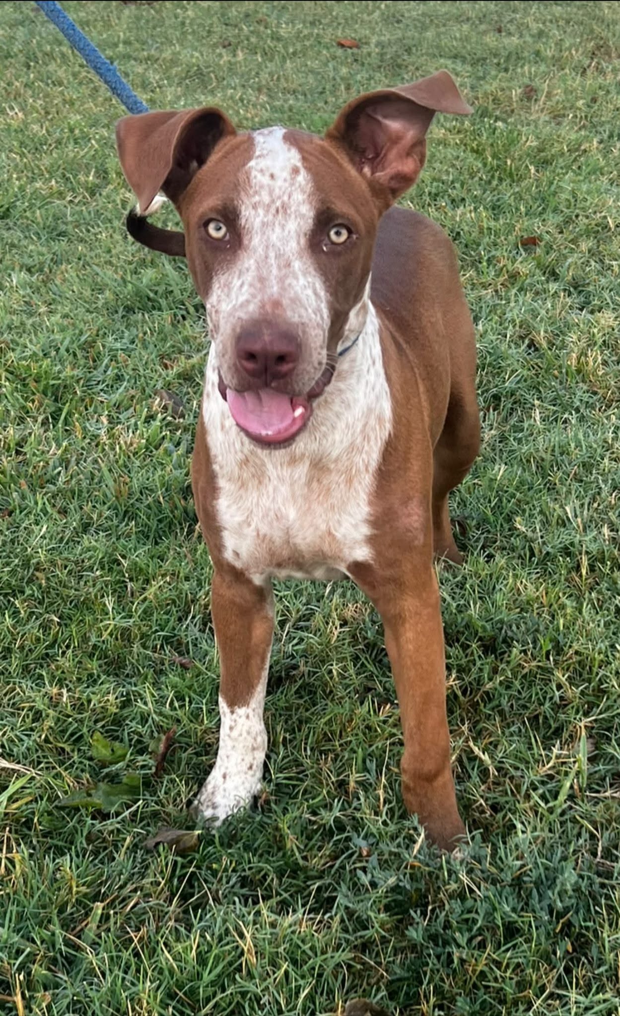 Cooper