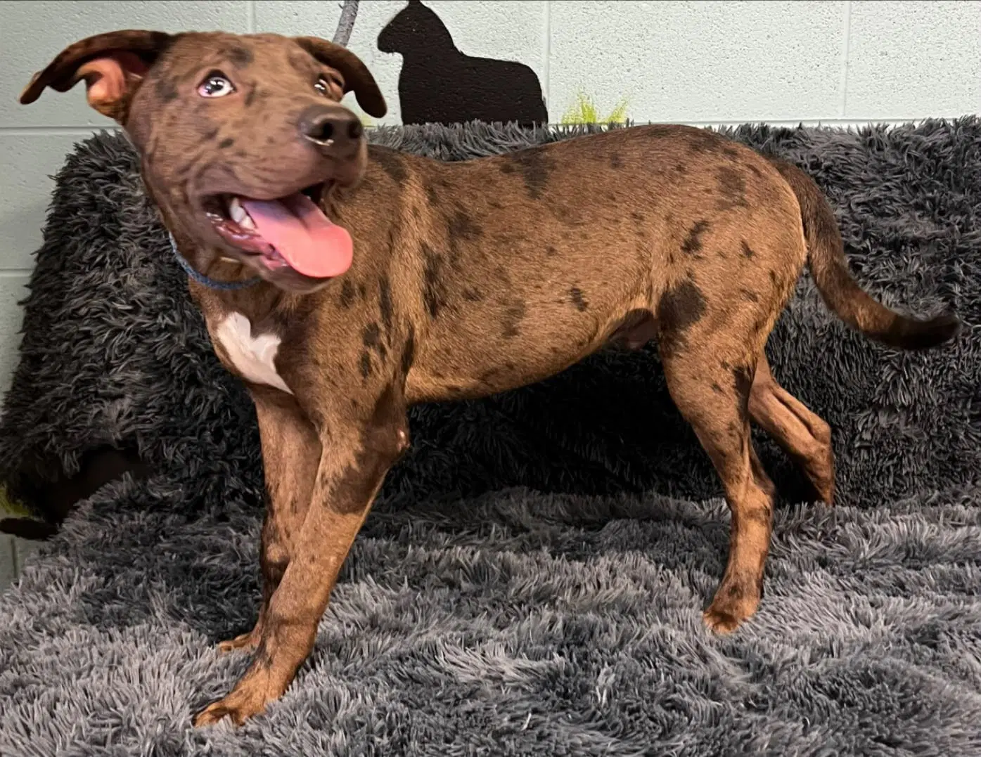 Archie - Catahoula Leopard Dog