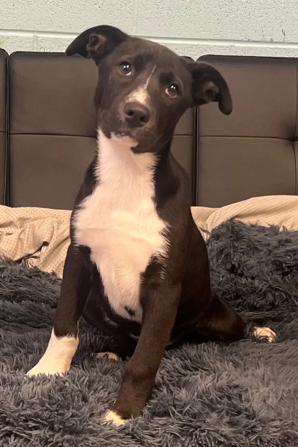 Donatello - Husky