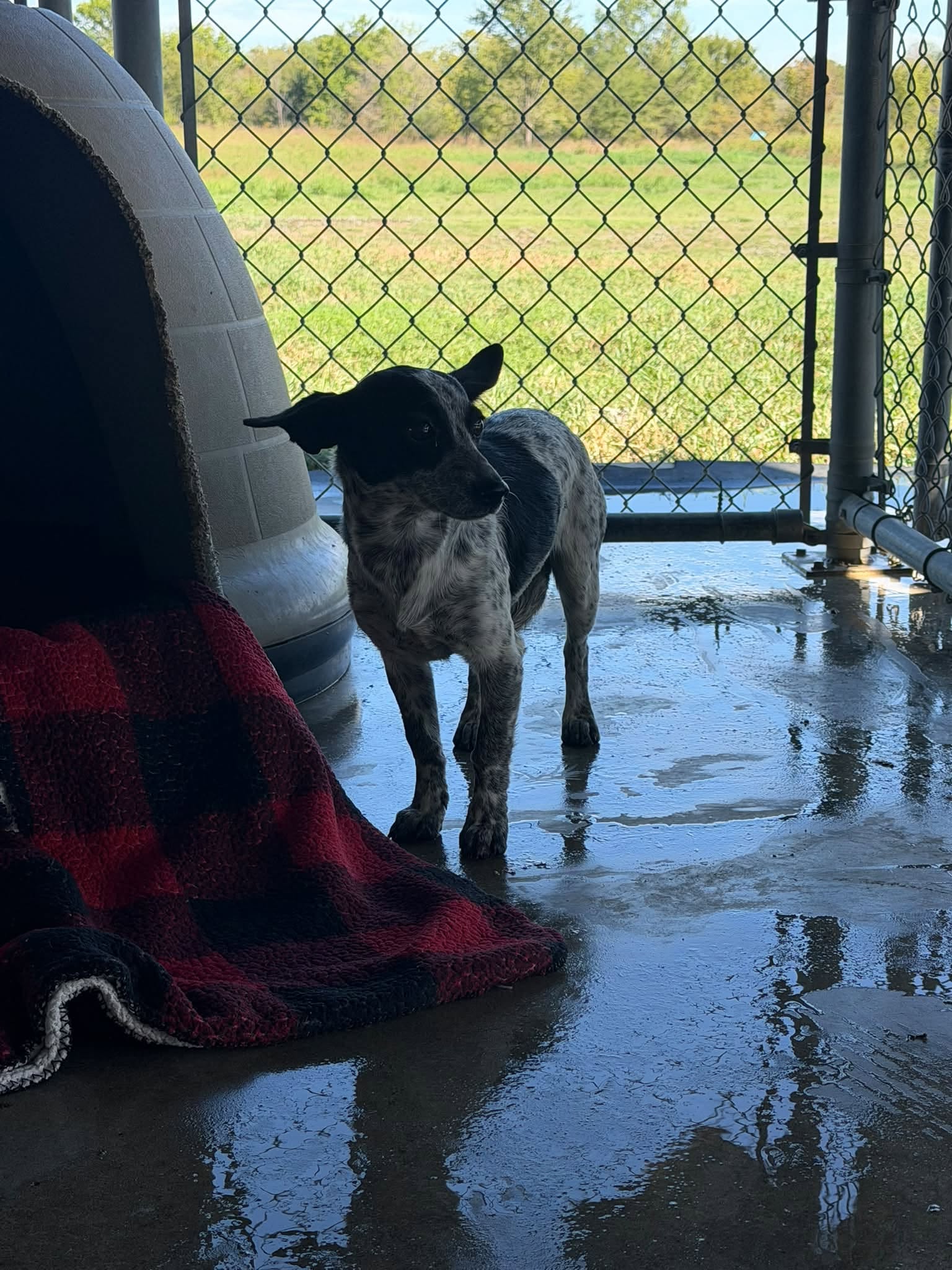 Shyla