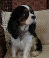 NY Lola