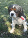 MI Sparky