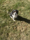 MI Sparky