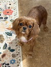 MI Lilly
