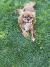 MI LIlly