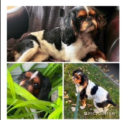 ME Nellie