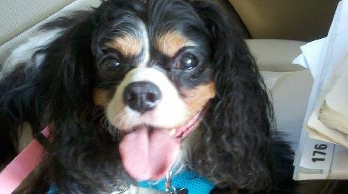 NC - Joey's Web Page - Lucky Star Cavalier Rescue