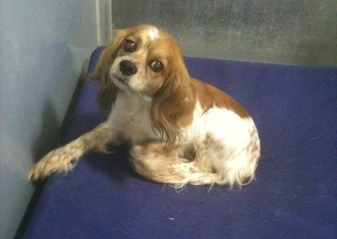 TX: Piper