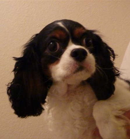 TX: Chloe