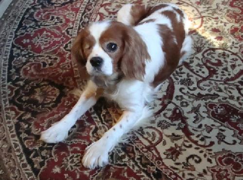 King charles cavalier durant hot sale ok