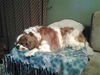 MI Bailey