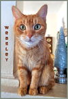 Wheesley