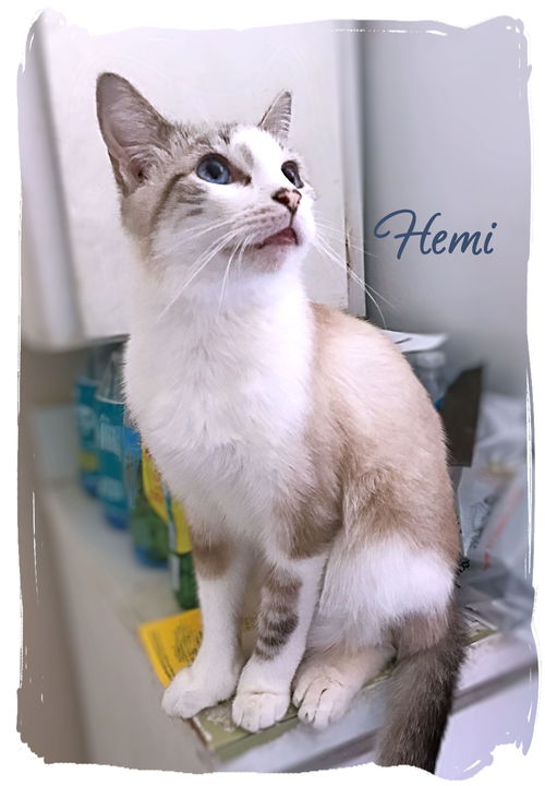 Hemi